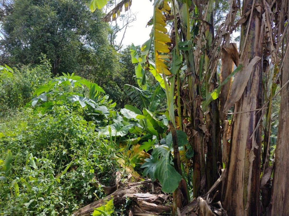 Terreno, 250 m² - Foto 4