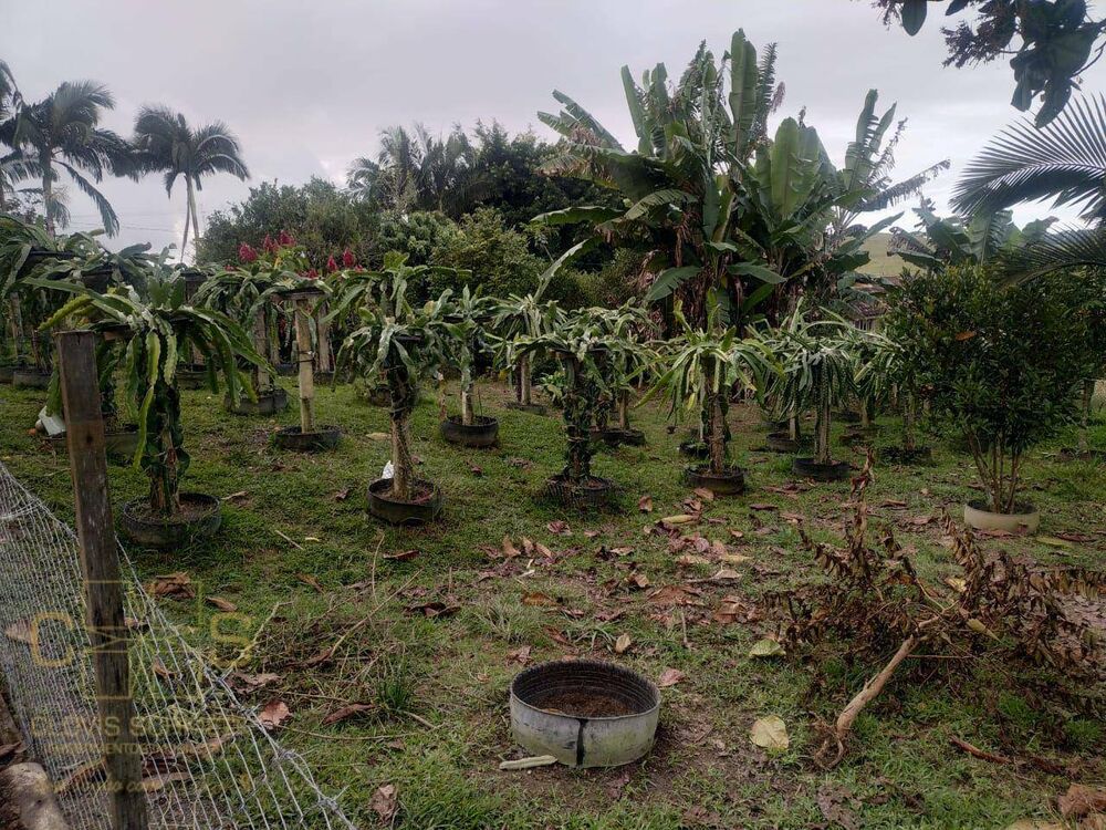 Sítio, 3 quartos, 3 hectares - Foto 2