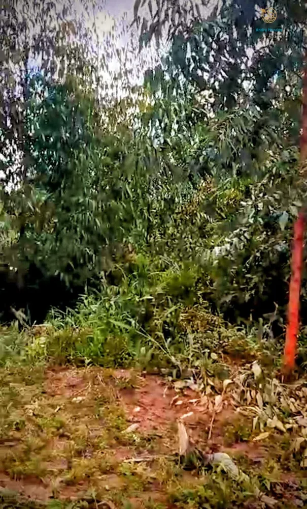 Fazenda, 2200 hectares - Foto 3