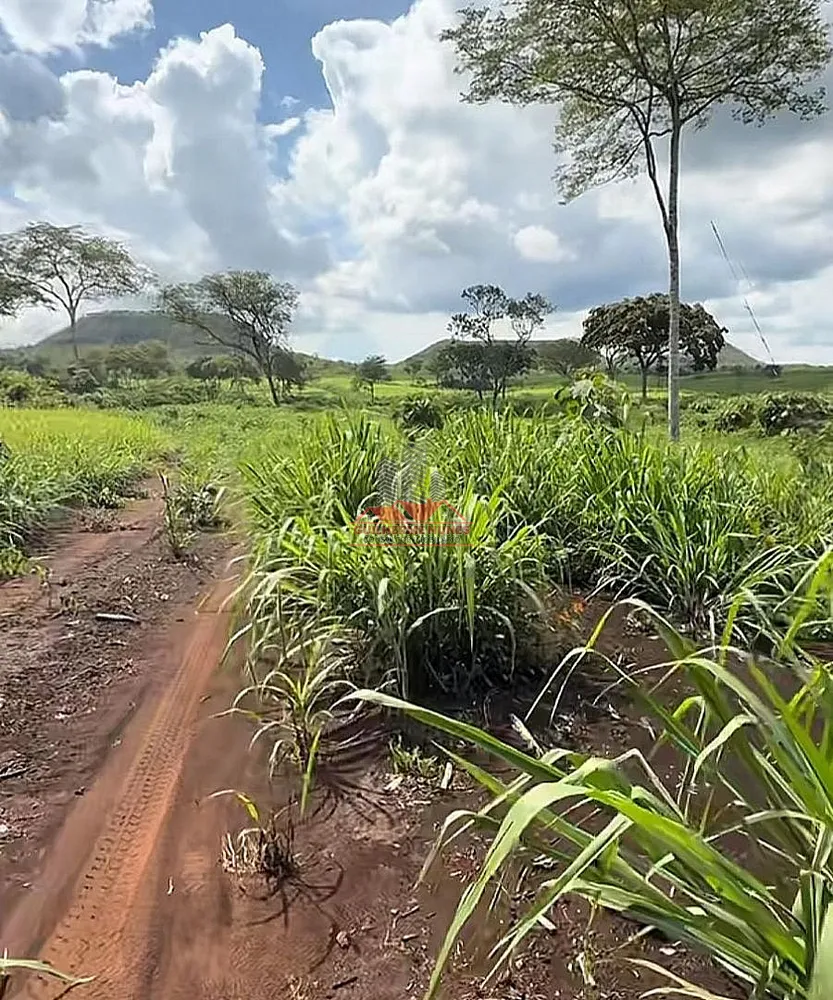 Fazenda, 2265 hectares - Foto 7