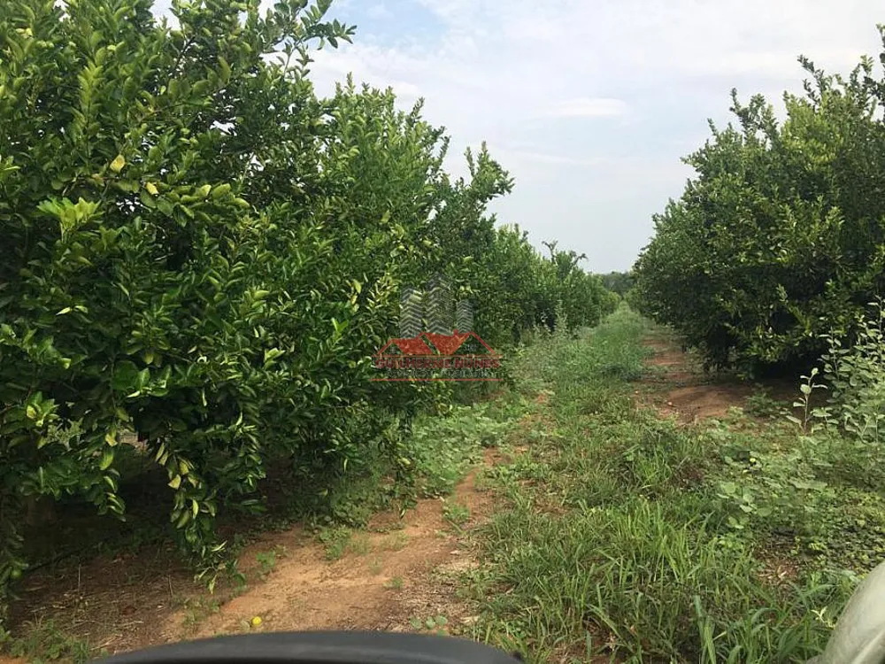 Fazenda, 300 hectares - Foto 4