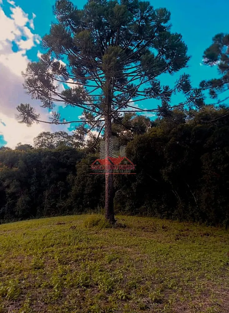 Chácara, 6050 m² - Foto 7