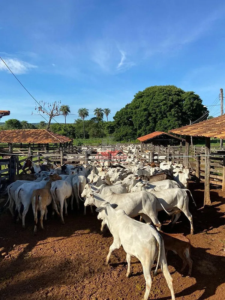 Fazenda, 498 hectares - Foto 11