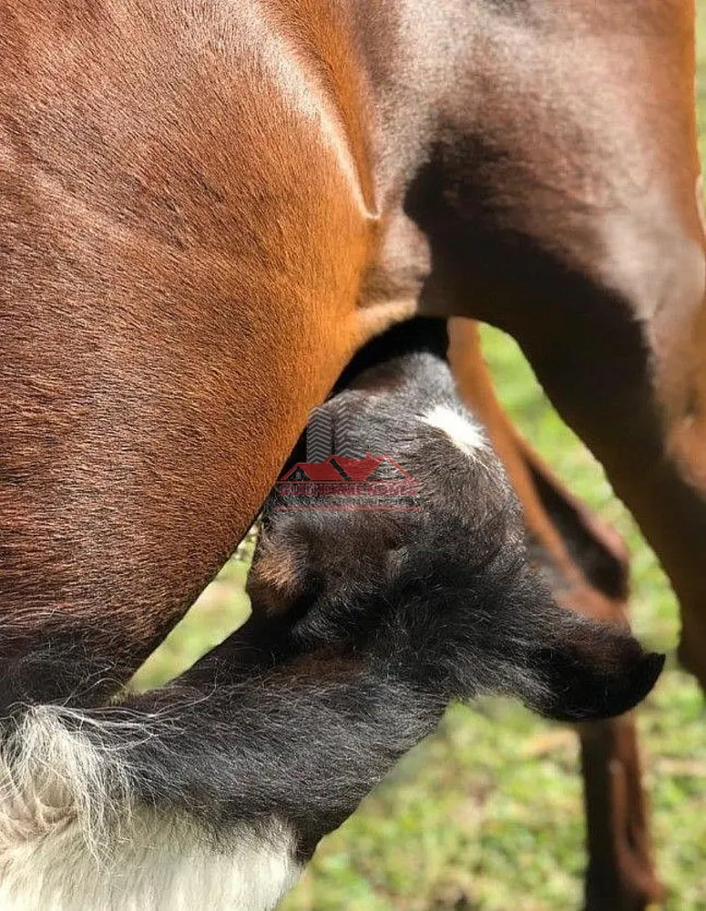Fazenda, 52 hectares - Foto 11