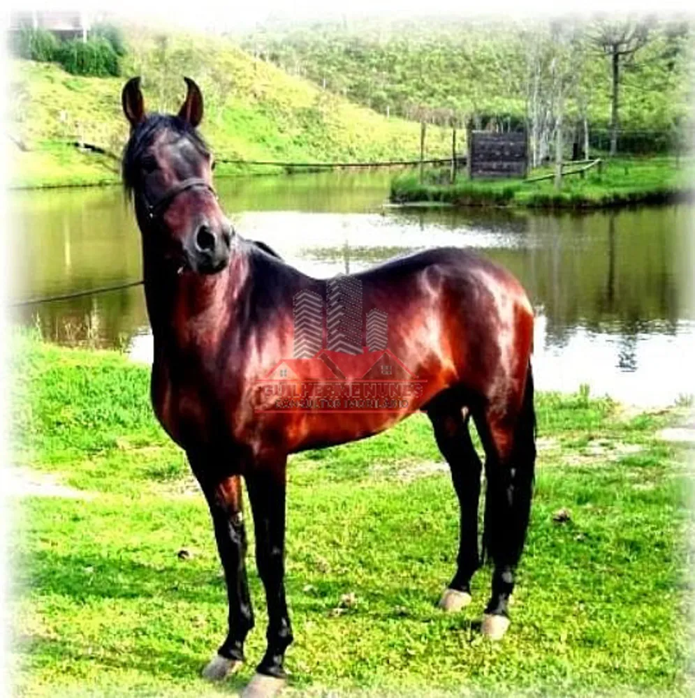 Fazenda, 52 hectares - Foto 10