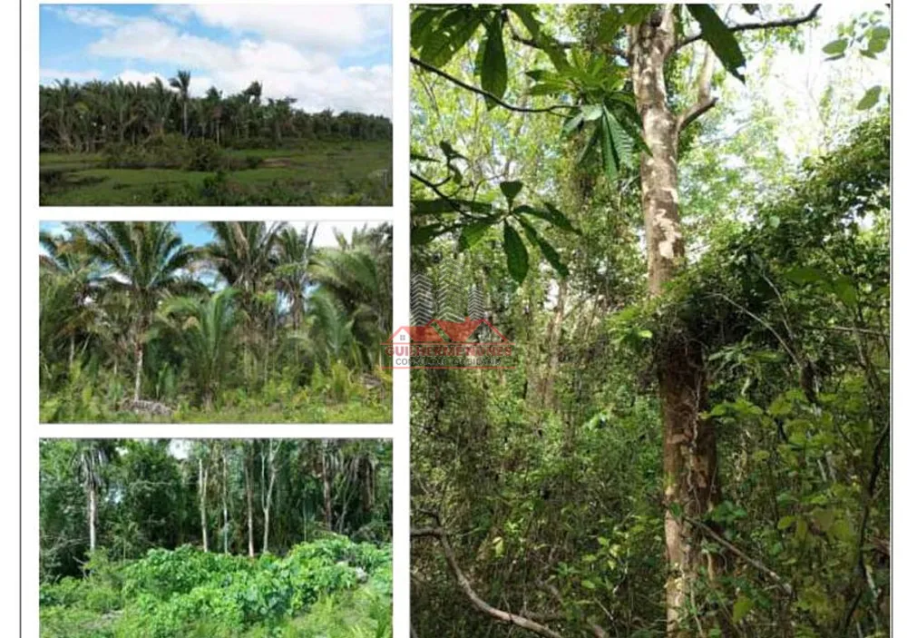 Fazenda, 2173 hectares - Foto 4