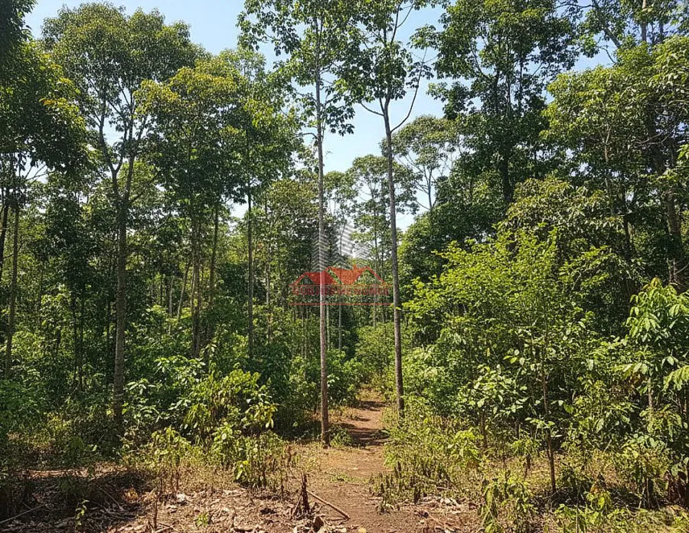 Fazenda, 439 hectares - Foto 7