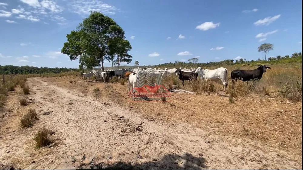 Fazenda, 800 hectares - Foto 4