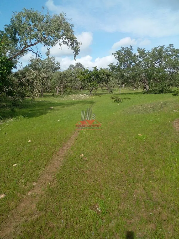 Fazenda, 684 hectares - Foto 6