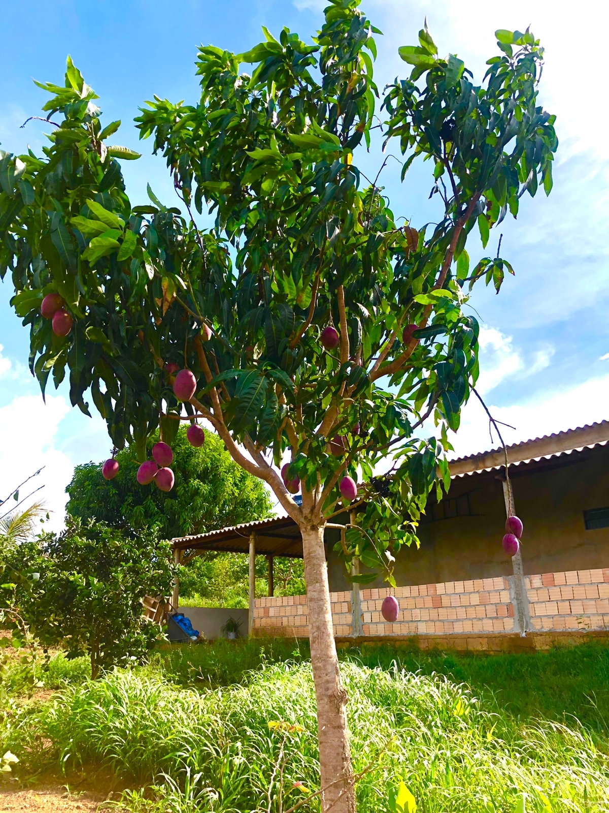 Chácara à venda com 3 quartos, 10000m² - Foto 4