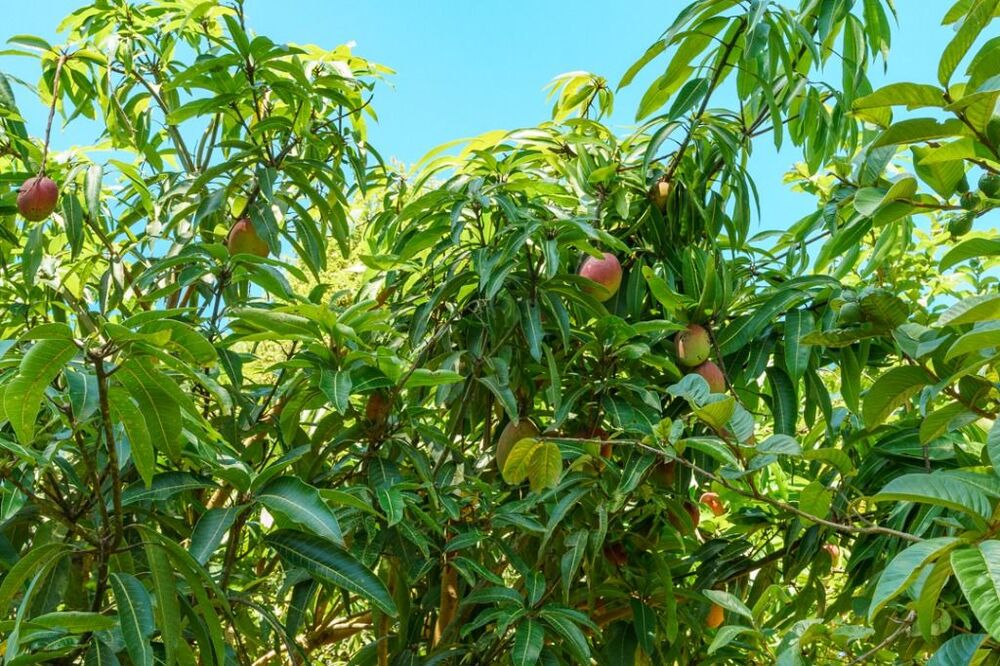 Casa, 5 quartos, 800 m² - Foto 20