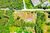 Terreno, 10000 m² - Foto 26