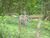 Fazenda, 7 hectares - Foto 2