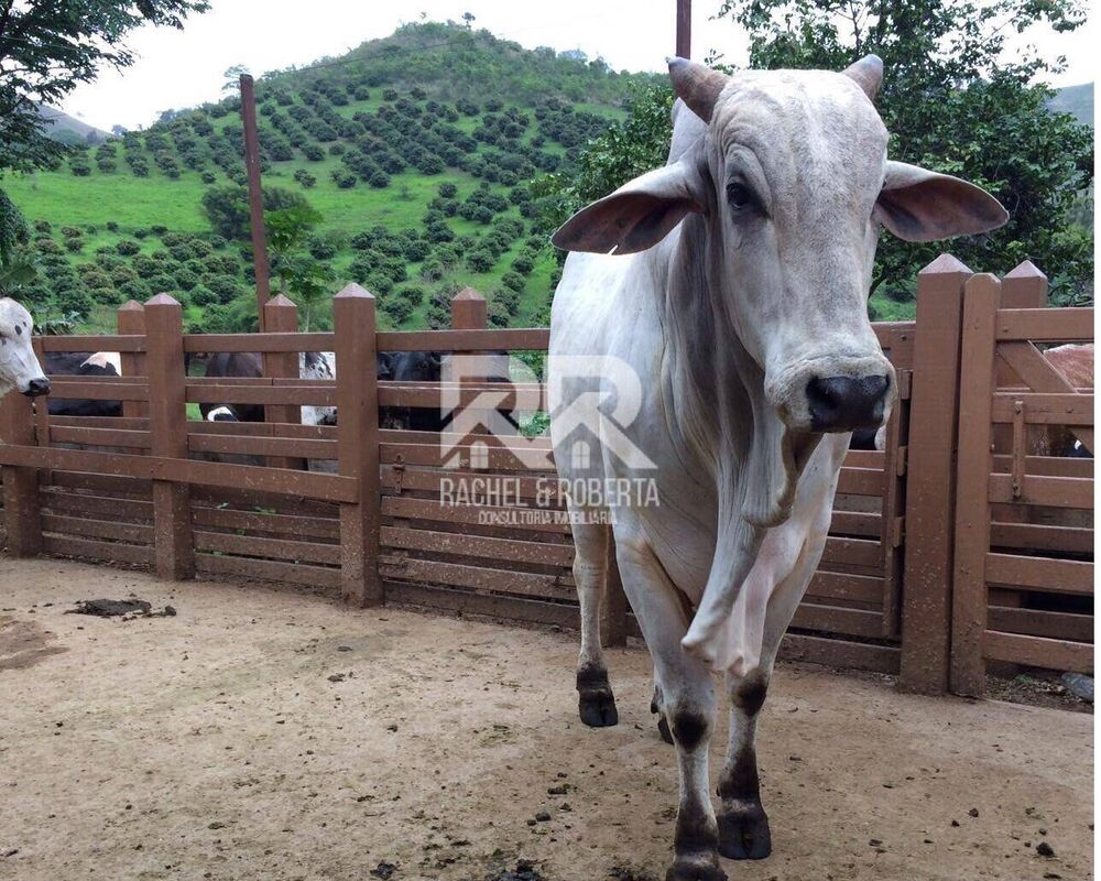 Fazenda, 5 hectares - Foto 1