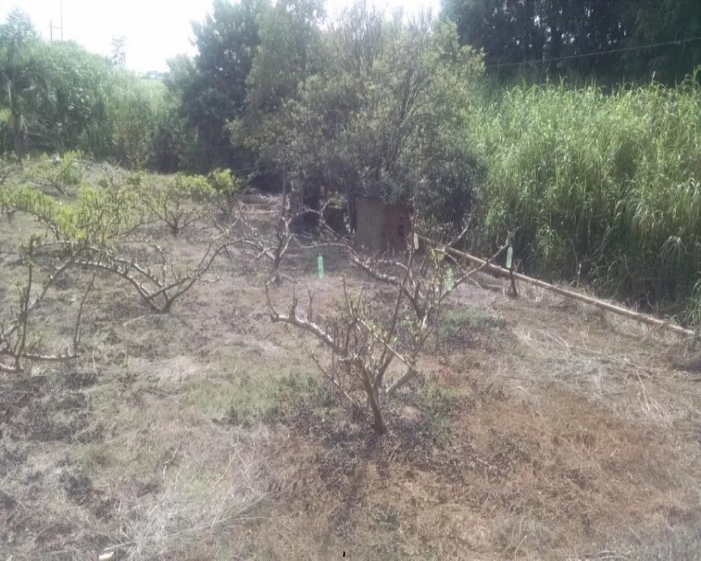 Terreno, 2 hectares - Foto 4