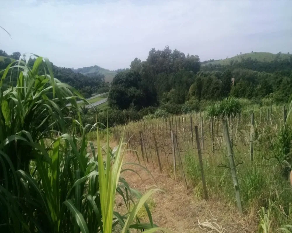 Terreno, 2 hectares - Foto 6