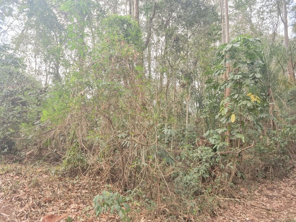 Terreno, 2031 m² - Foto 5