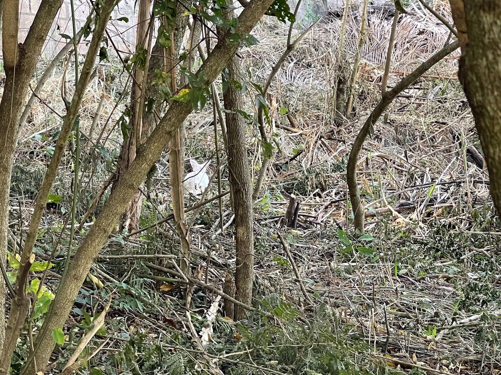 Loteamento e Condomínio, 7322 m² - Foto 3