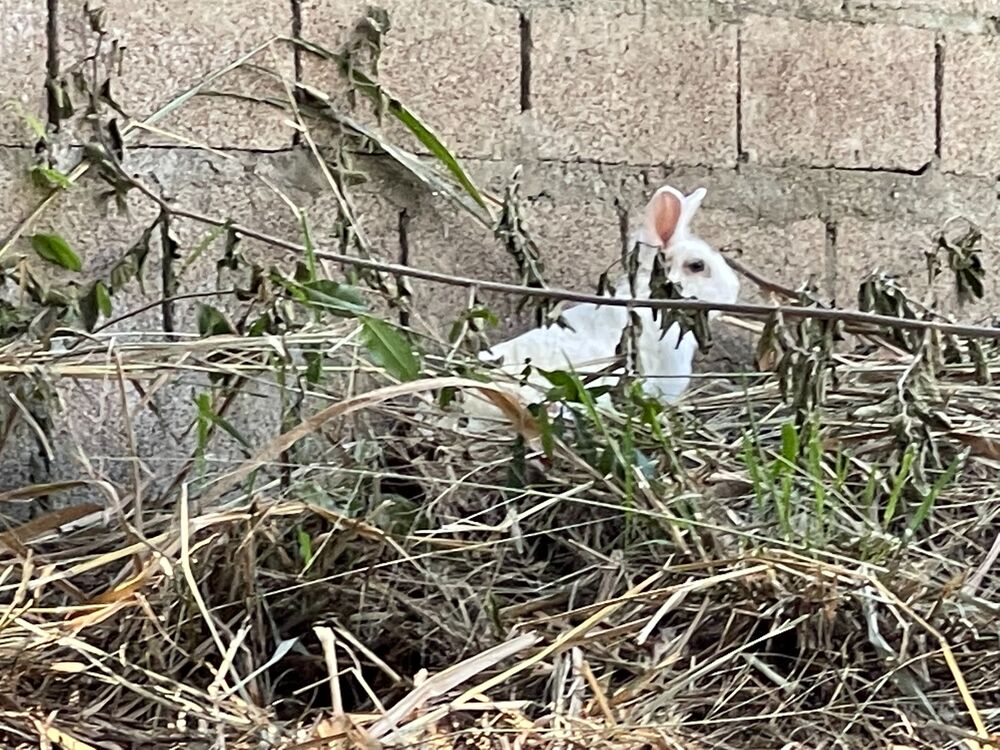 Loteamento e Condomínio, 7322 m² - Foto 5