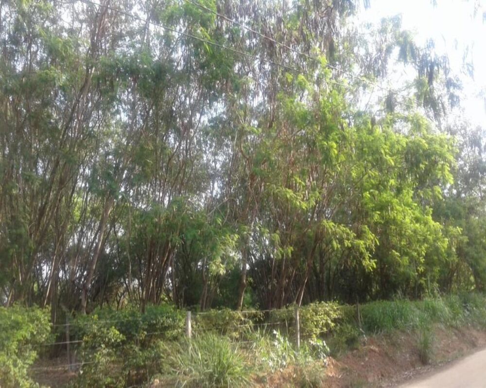 Terreno, 3 hectares - Foto 8