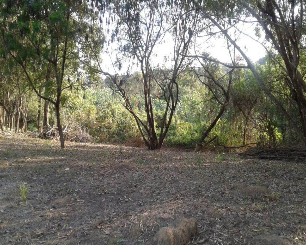 Terreno, 3 hectares - Foto 6