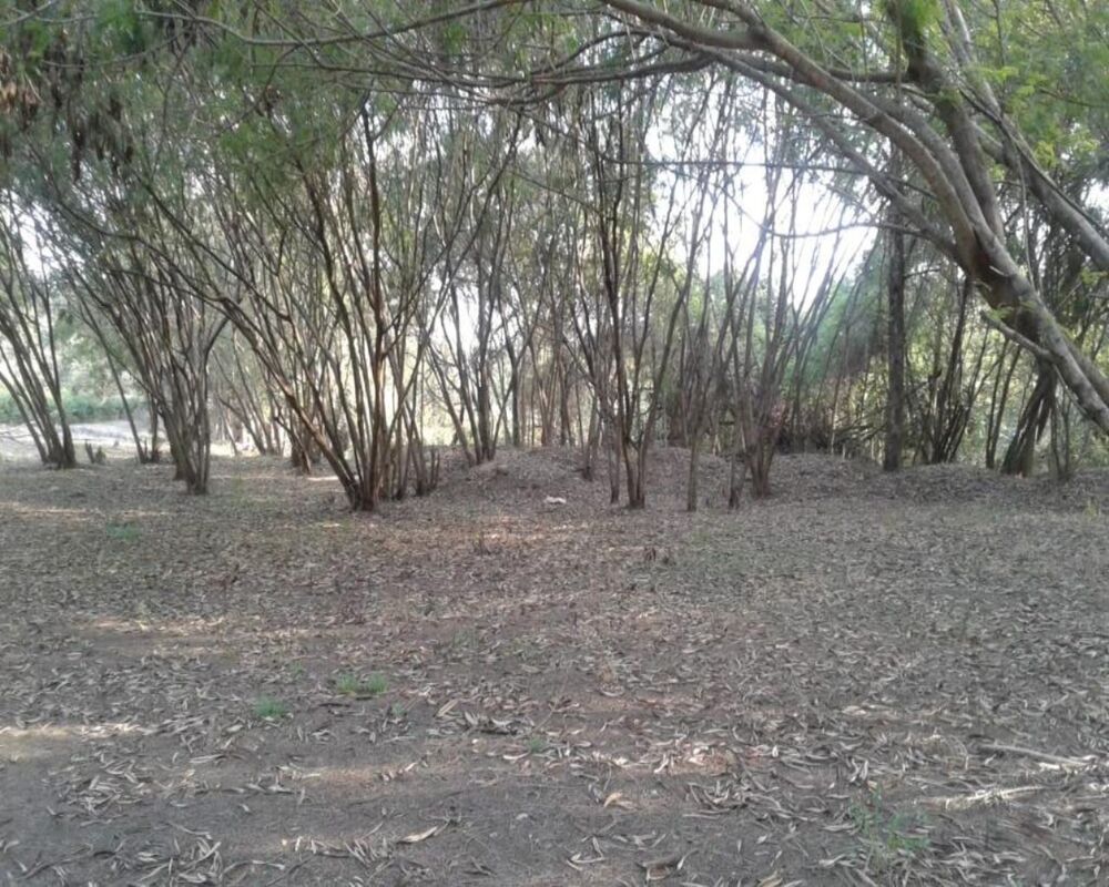 Terreno, 3 hectares - Foto 1