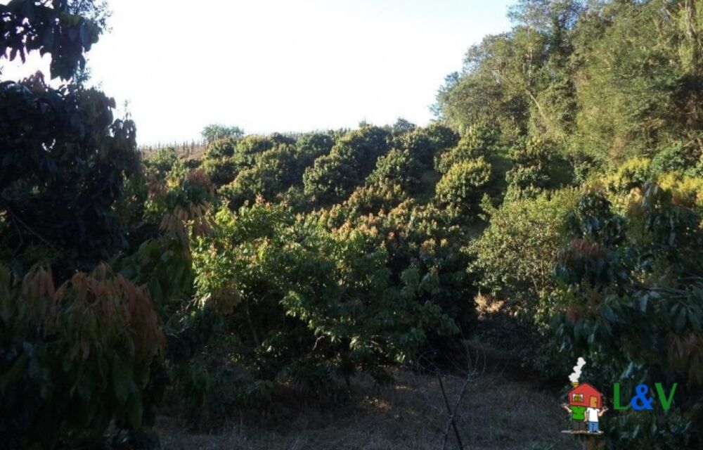 Terreno, 2 hectares - Foto 7