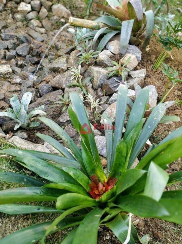 Casa de Condomínio, 3 quartos - Foto 26