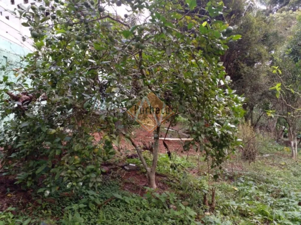 Chácara, 2 quartos, 3030 m² - Foto 6