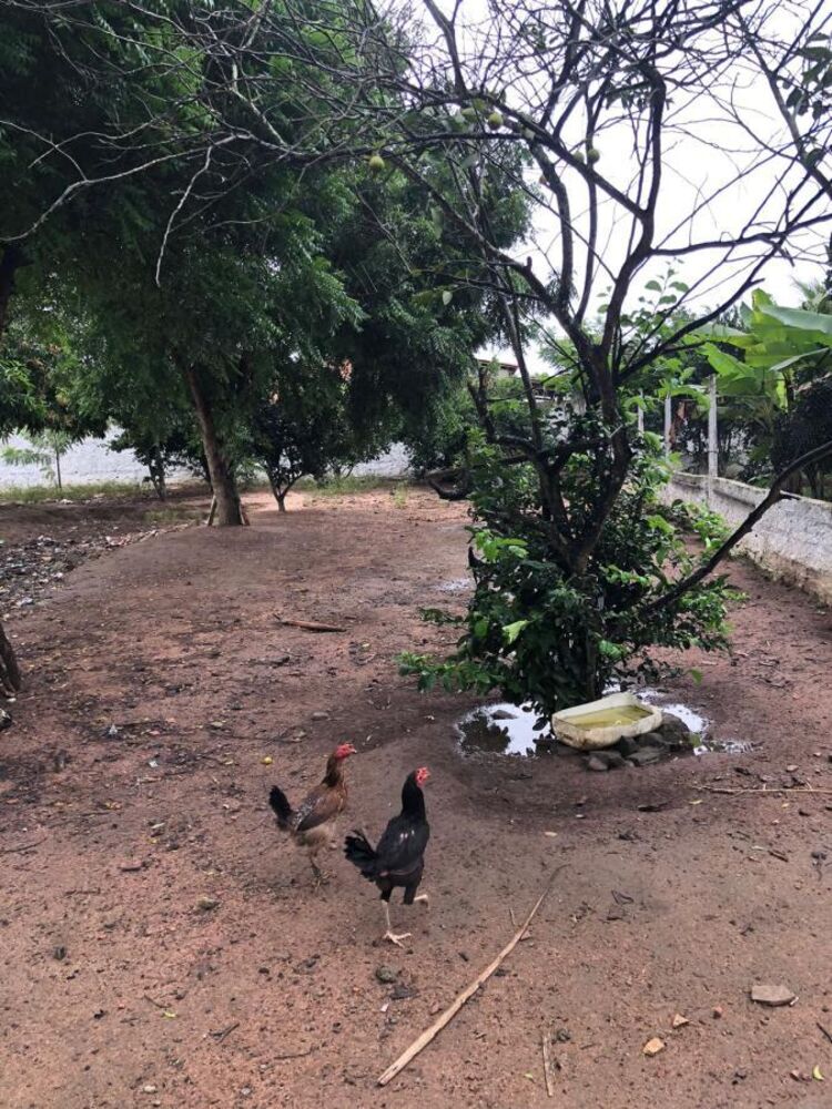 Chácara, 3 quartos - Foto 19