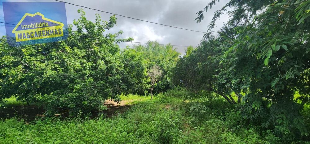 Chácara, 3 quartos, 1 hectares - Foto 15