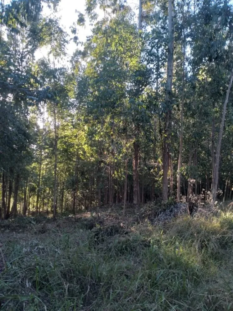 Sítio, 3 hectares - Foto 3