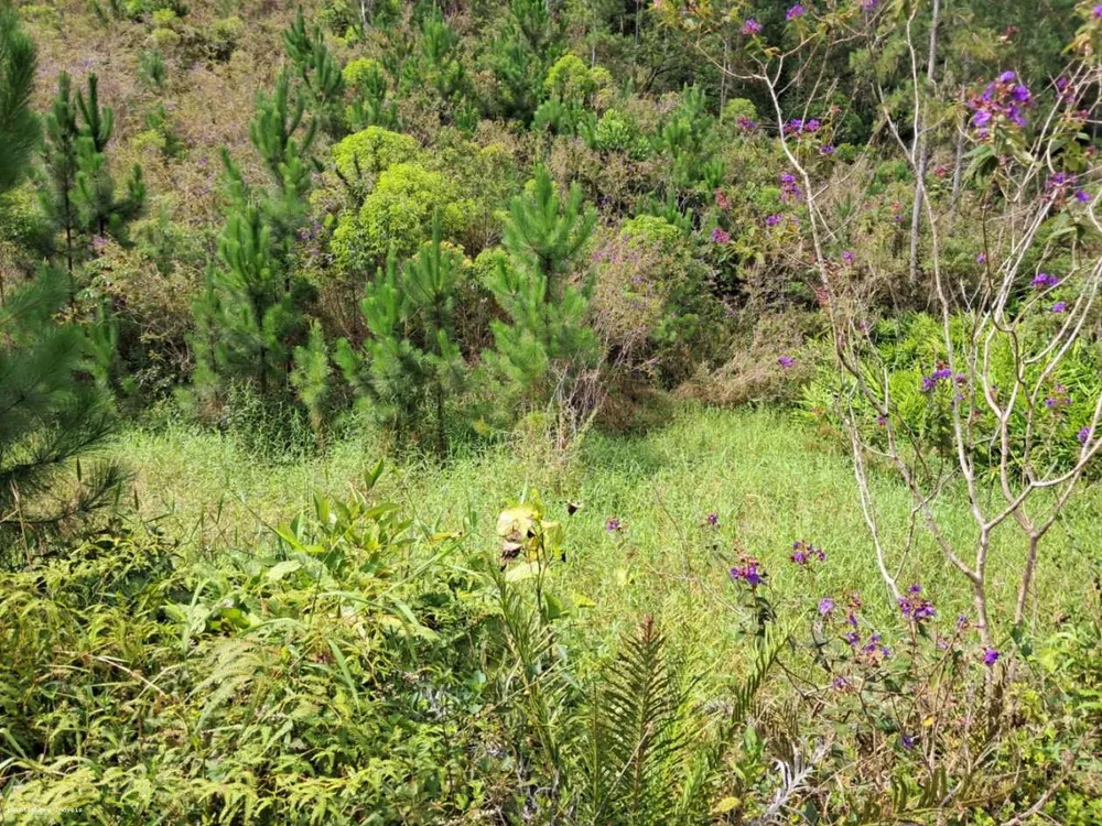 Chácara, 3 hectares - Foto 7