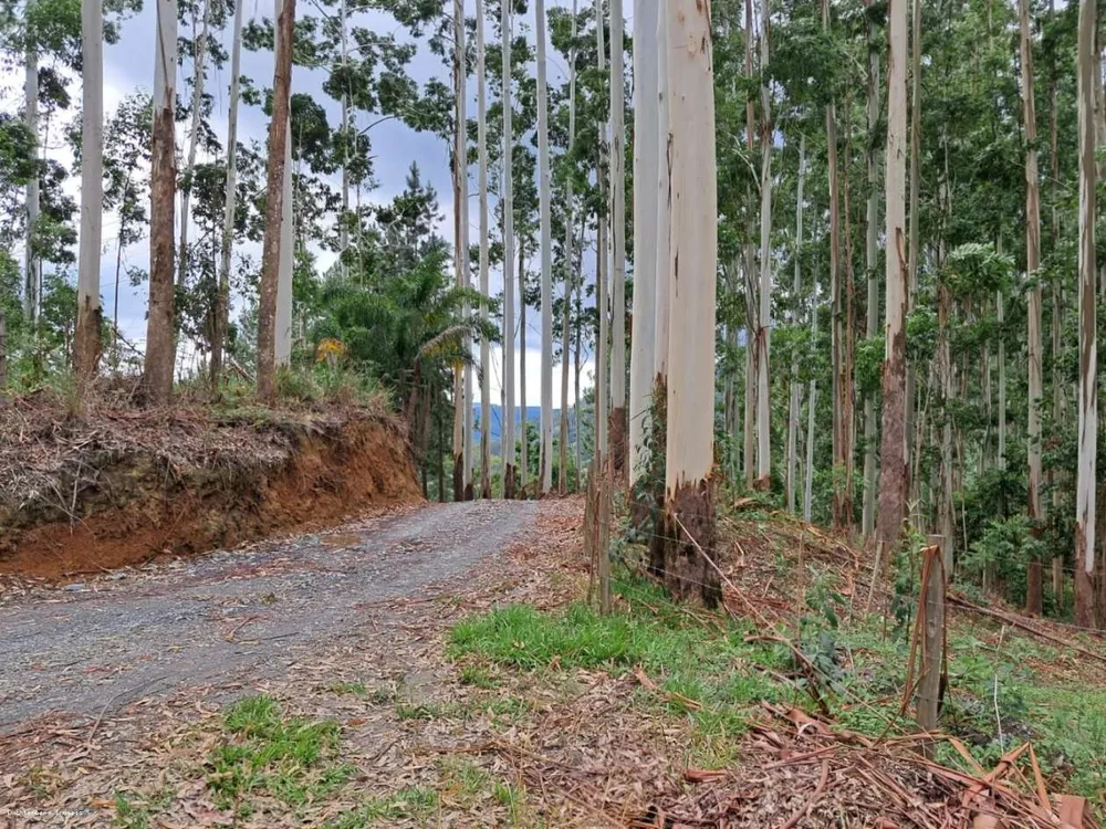 Sítio, 7 hectares - Foto 4