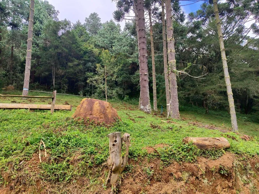 Terreno, 6 hectares - Foto 4