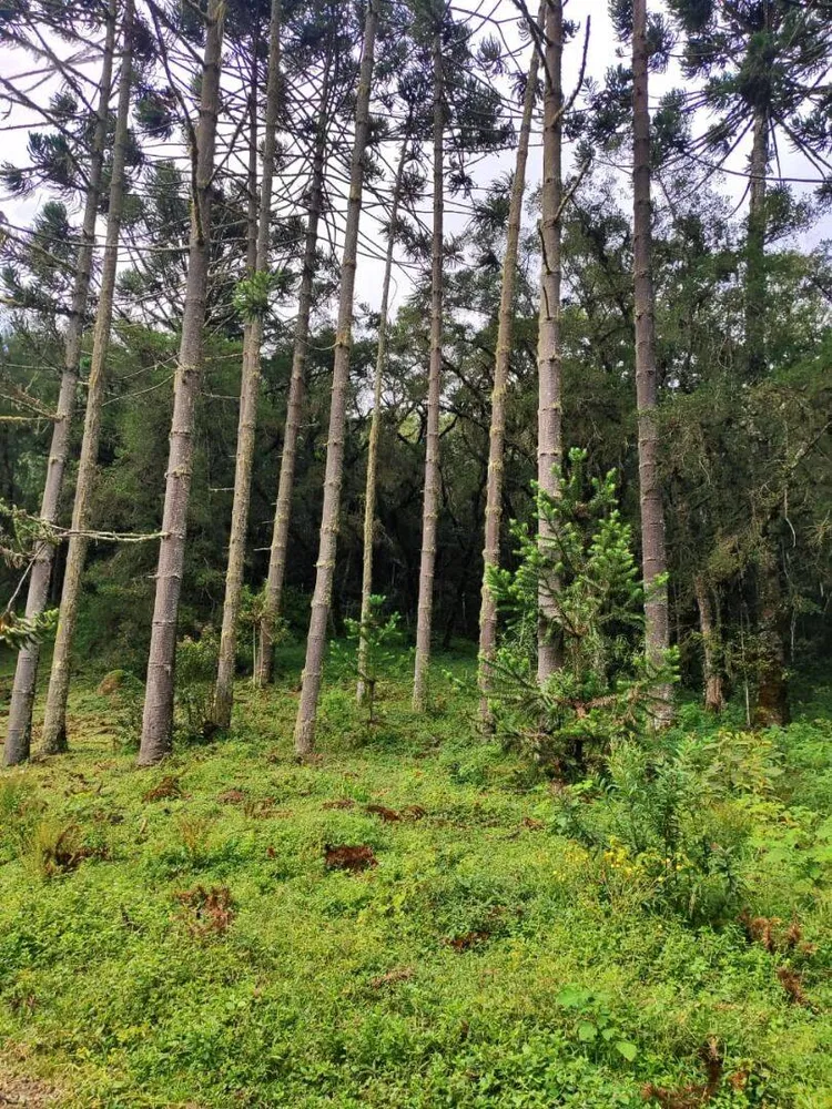 Terreno, 6 hectares - Foto 15