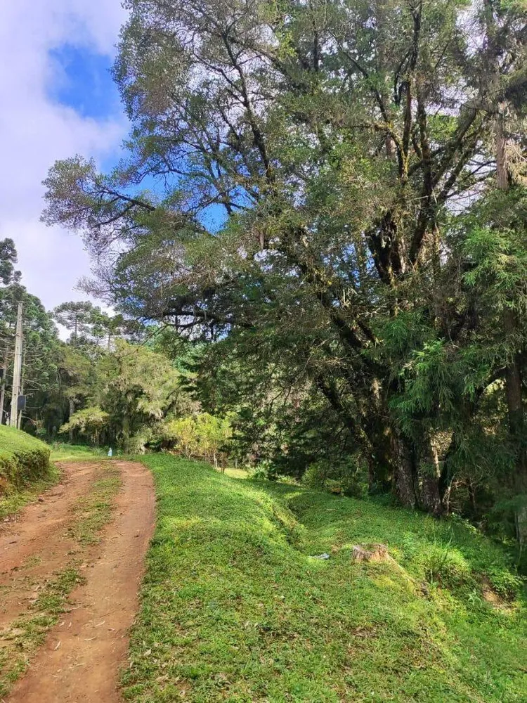 Terreno, 6 hectares - Foto 12