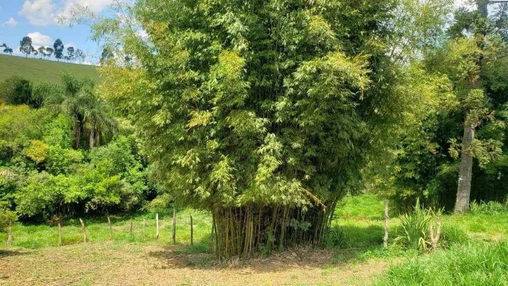 Chácara, 6 quartos, 2 hectares - Foto 3