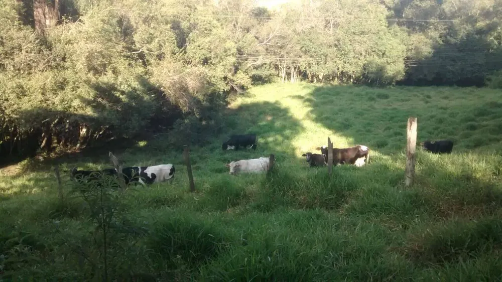 Chácara, 6 quartos, 2 hectares - Foto 11