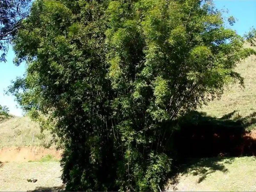 Fazenda, 133 hectares - Foto 7