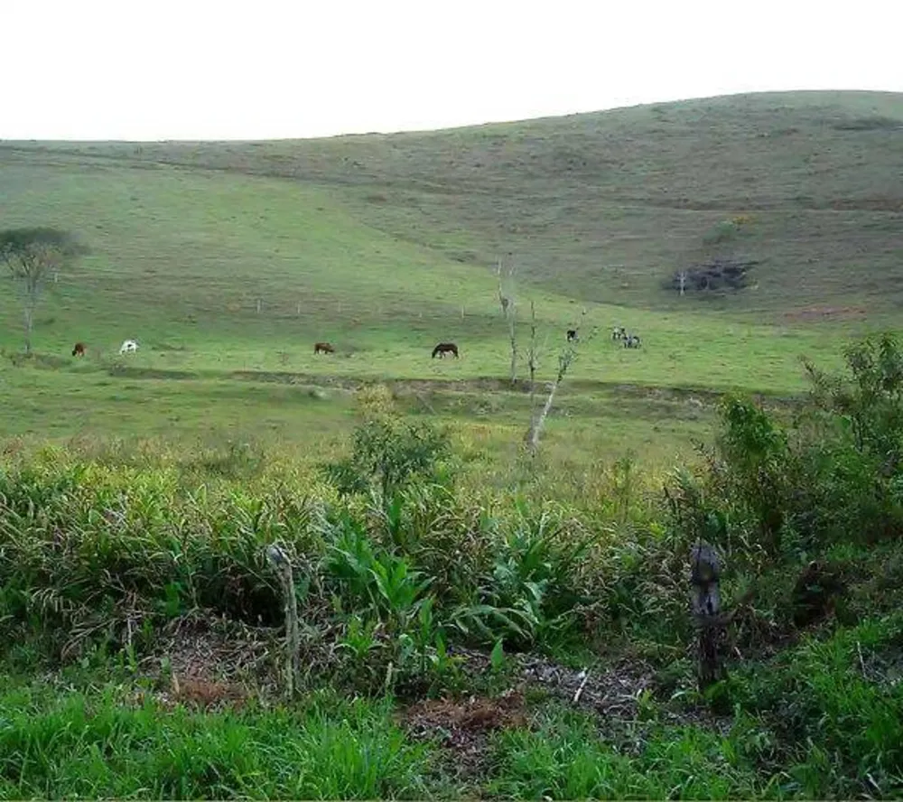 Fazenda, 133 hectares - Foto 9
