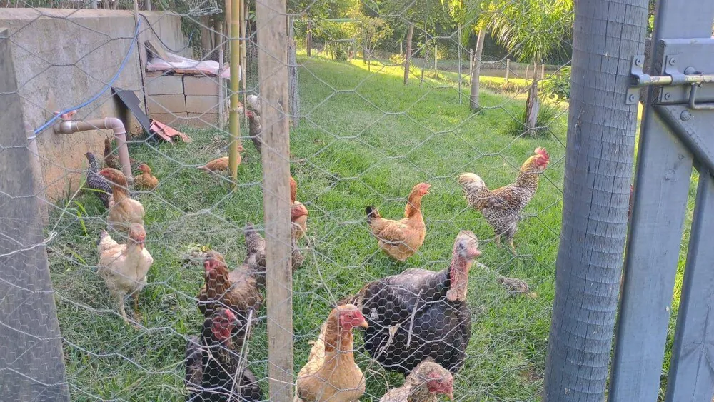 Sítio, 3 quartos, 3 hectares - Foto 10