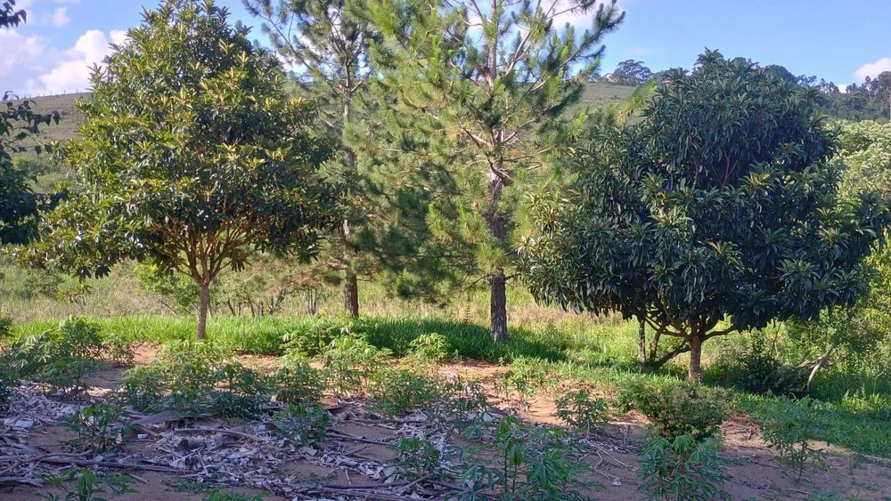 Sítio, 3 quartos, 3 hectares - Foto 11
