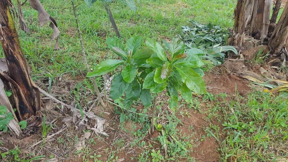 Chácara, 1 quarto, 1 hectares - Foto 14