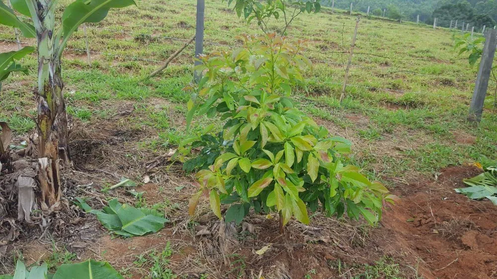 Chácara, 1 quarto, 1 hectares - Foto 2