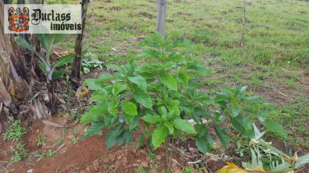 Chácara à venda com 1 quarto, 100m² - Foto 14