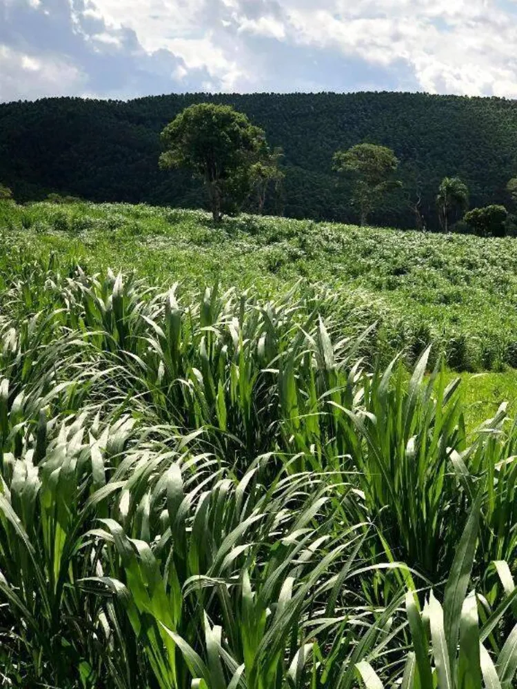 Terreno, 218 hectares - Foto 2