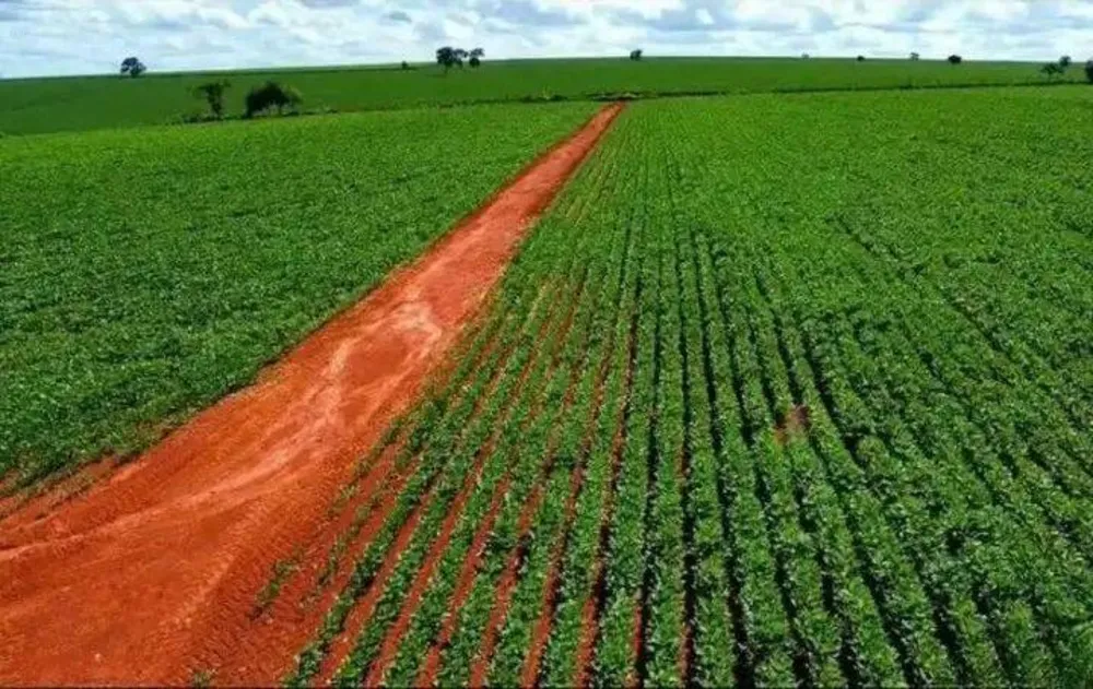 Terreno, 231 hectares - Foto 2