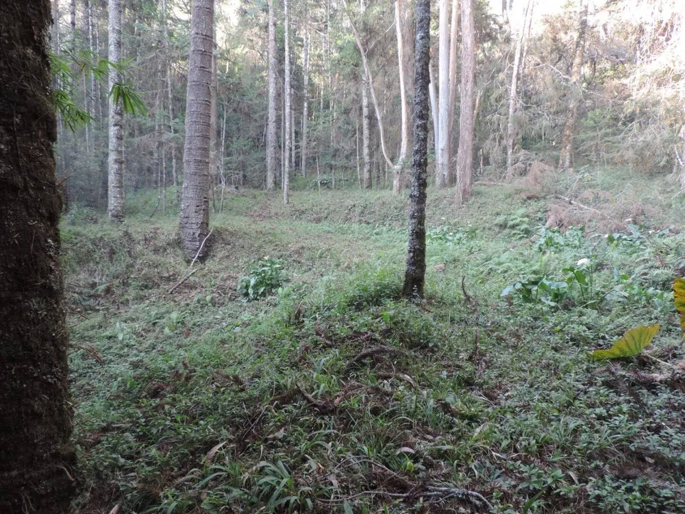 Sítio, 2 quartos, 100 hectares - Foto 4