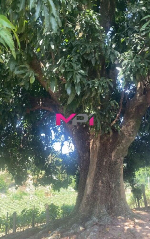 Terreno, 2598 m² - Foto 7